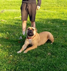 Stormy the bullmastiff