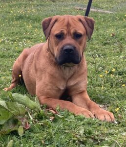 tia the bullmastiff cross