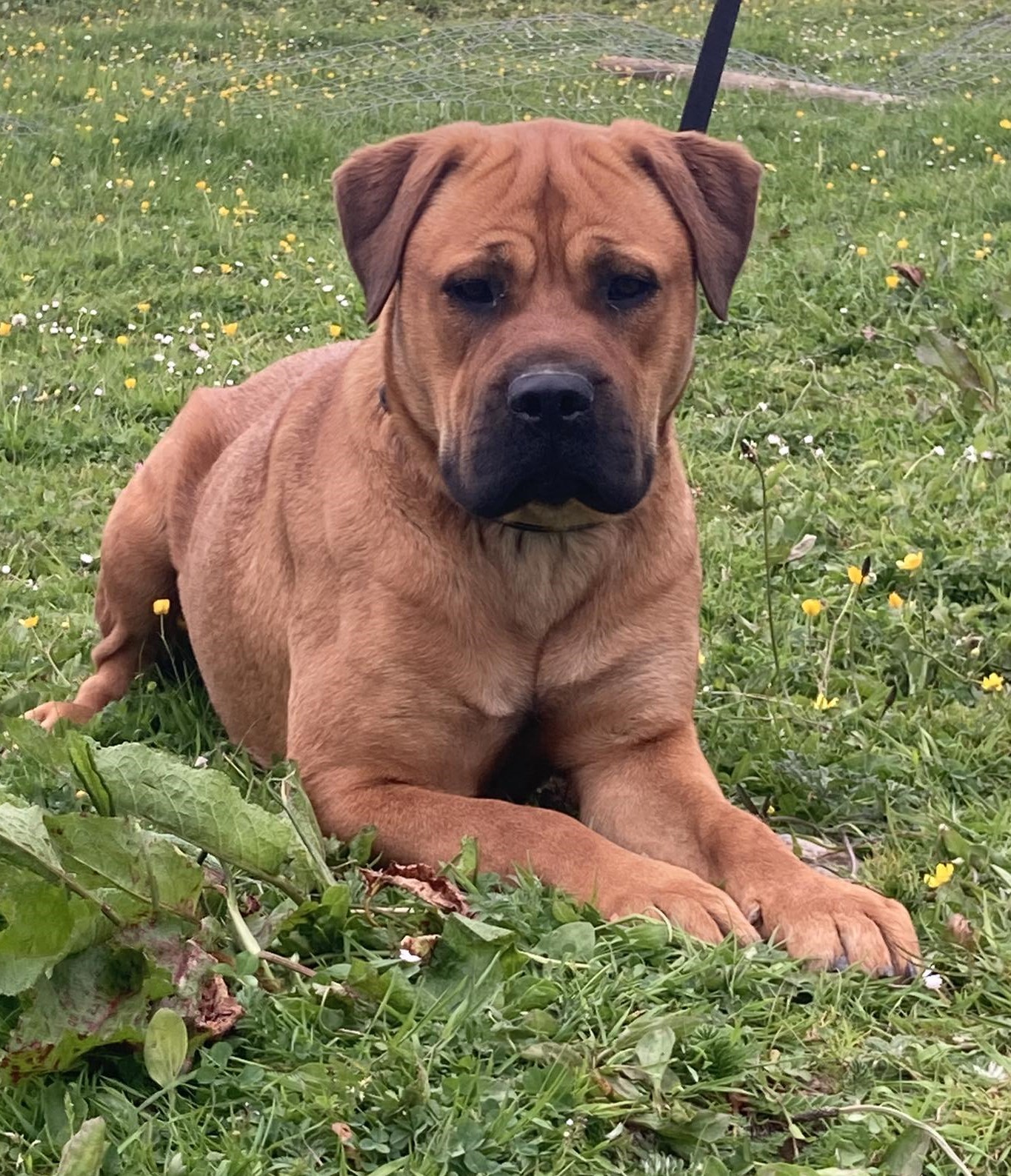 tia the bullmastiff cross