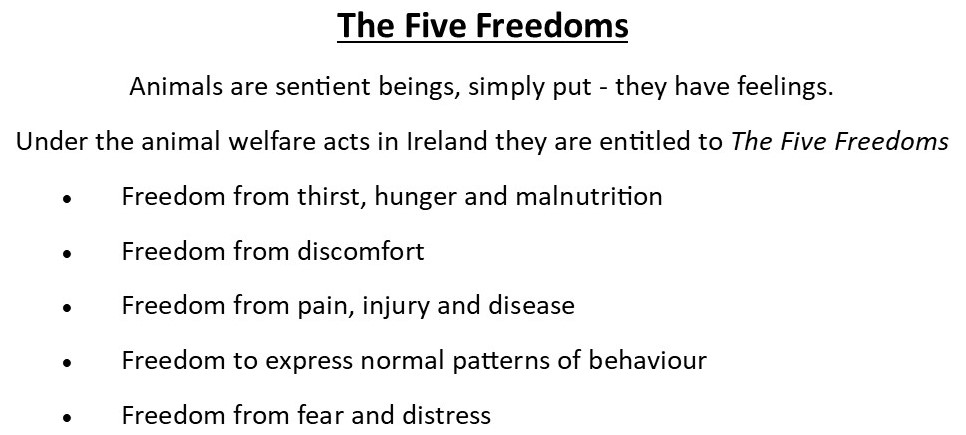 The Five Freedoms that animals are entitled to in Ireland