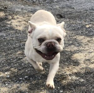 Bowie the cream french bulldog