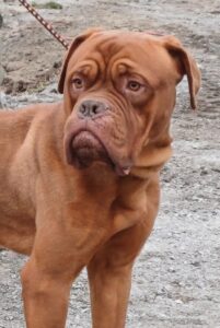 Hooch the male dogue de bordeaux