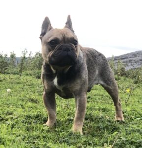 Romeo a brindle french bulldog