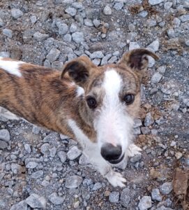 Roo a brindle and white lurcher