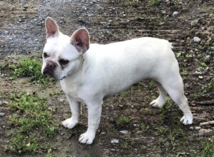 Roxie a cream french bulldog