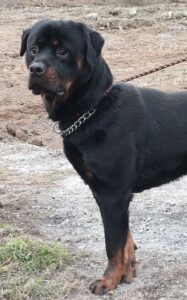 Turner the male rottweiler