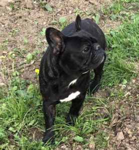 Zans the black brindle French Bulldog
