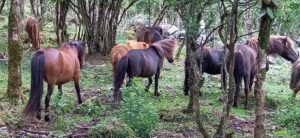 ponies in the woods