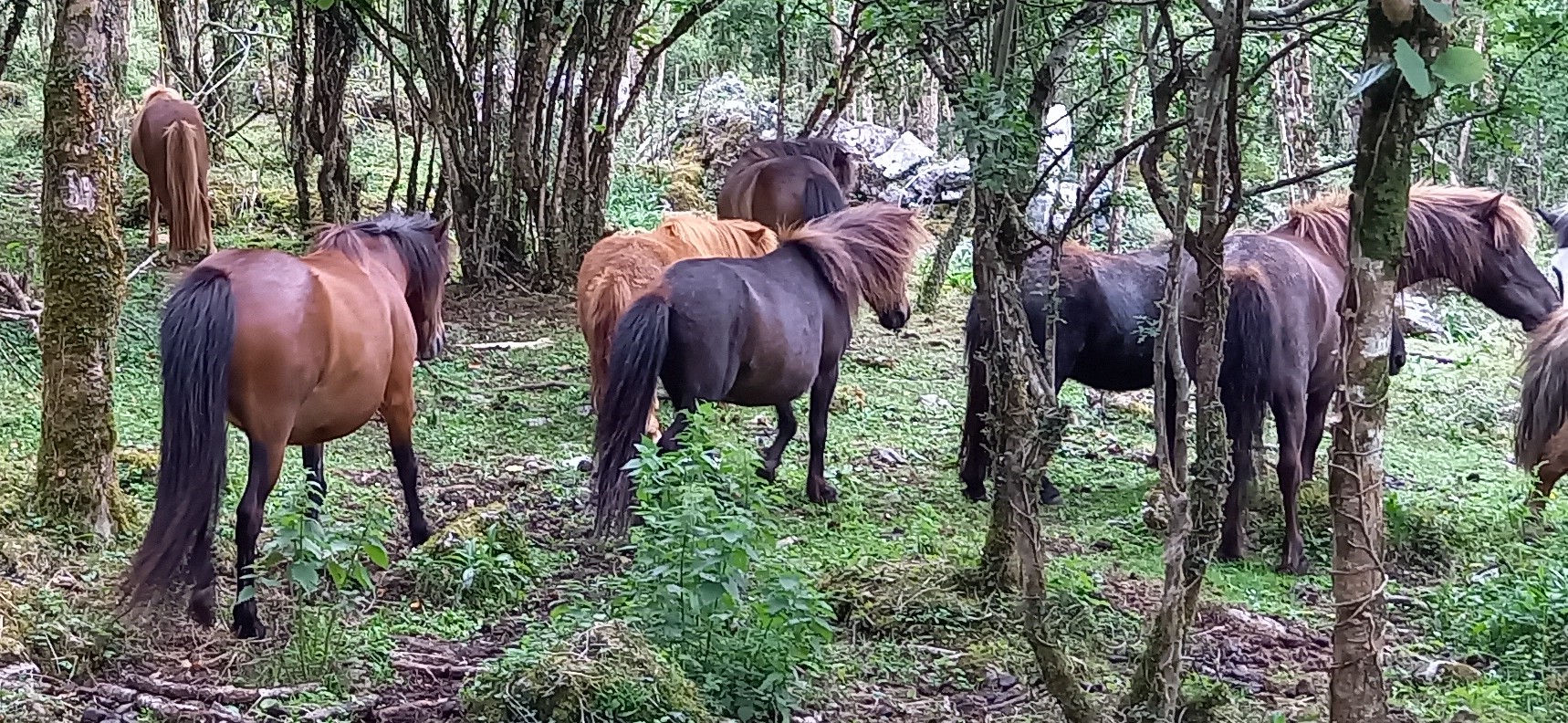ponies in the woods