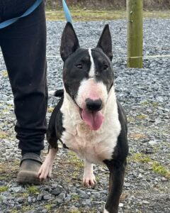 Rosie English Bull Terrier