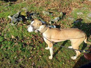 Luna 1yr old lurcher